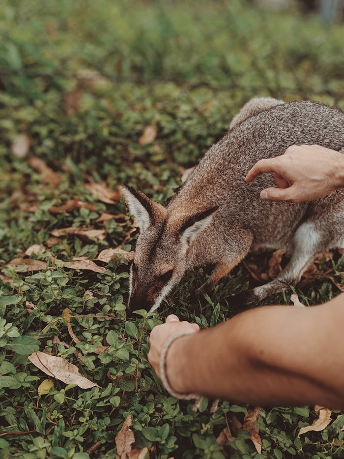 A young wallaby exploring and feeding on green plants in Fig Tree Pocket, Australia.