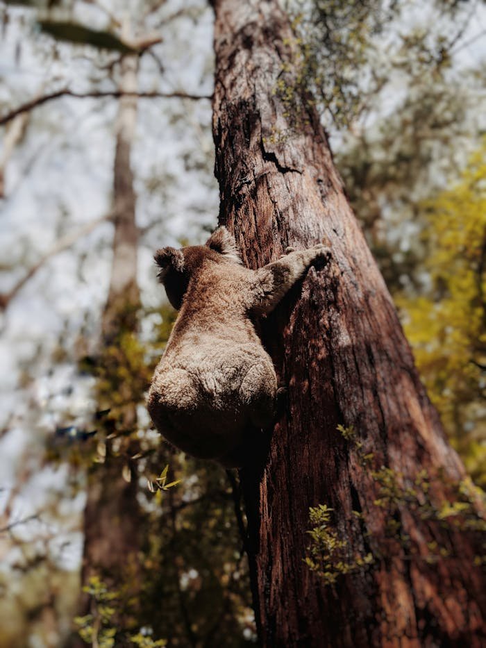 Koala climbing a tree in Australia's wild forest, showcasing natural habitat.